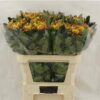 Chrysanthemum (Indicum Grp) geplozen Tom Pearce Dark