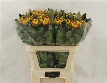 Chrysanthemum (Indicum Grp) geplozen Tom Pearce Dark
