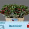 Alstroemeria Rockstar