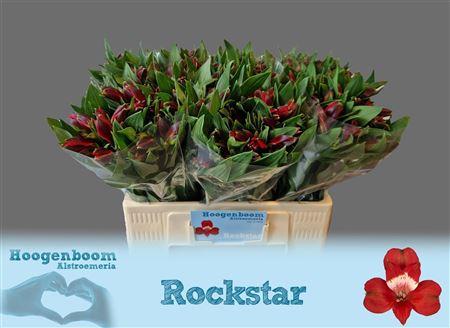 Alstroemeria Rockstar