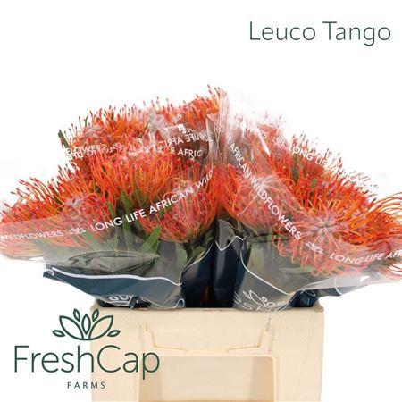 Leucospermum cordifolium 'Tango'
