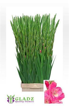 Gladiolus (Large-flowered Grp) 'Pink Parrot'