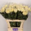 Chrysanthemum (Indicum Grp) geplozen 'Vienna White'