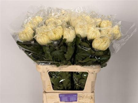 Chrysanthemum (Indicum Grp) geplozen 'Vienna White'