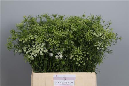 Ammi majus