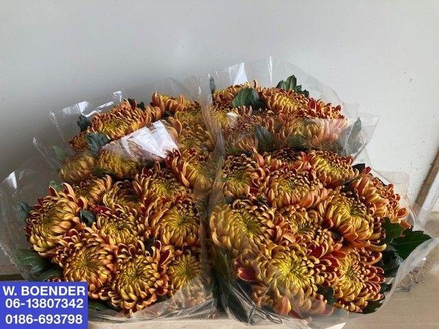 Chrysanthemum (Indicum Grp) geplozen 'Fuego'