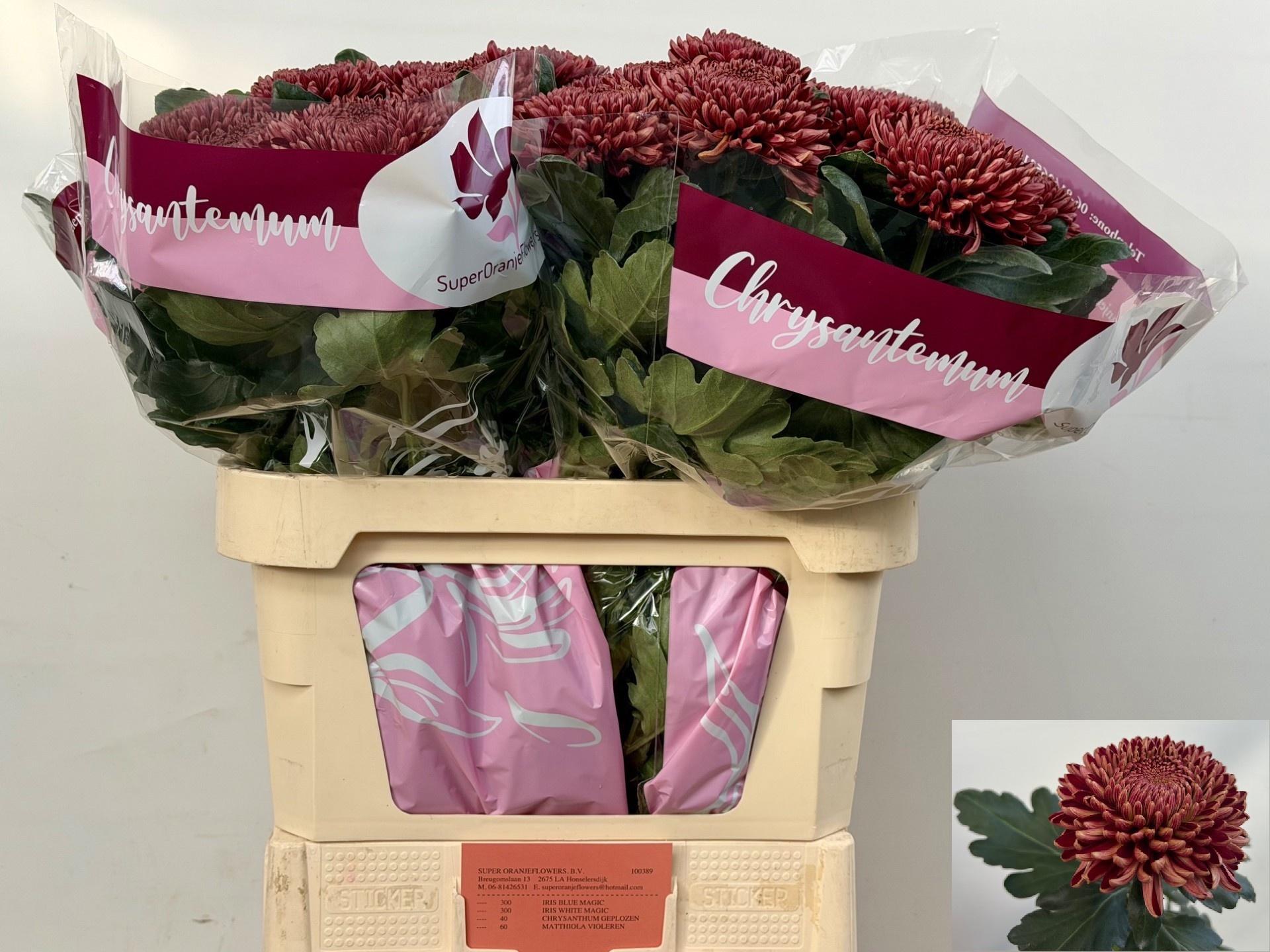 Chrysanthemum (Indicum Grp) geplozen Bigoudi Red