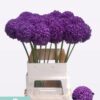 Allium 'Ambassador'