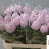 Chrysanthemum (Indicum Grp) Vienna Pink