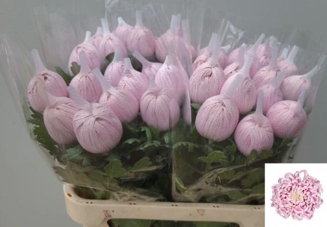 Chrysanthemum (Indicum Grp) Vienna Pink
