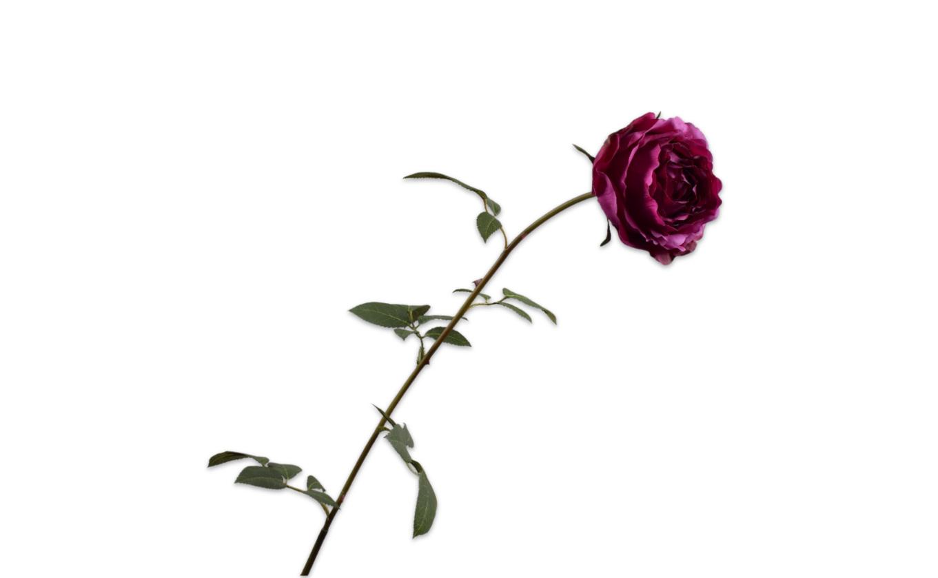 Rose Stem, Lilla 95 cm / Silkeblomst