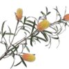 Protea Spray, Gul/Orange 88 cm / Silkblomst