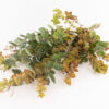 Eucalyptus Autonno
