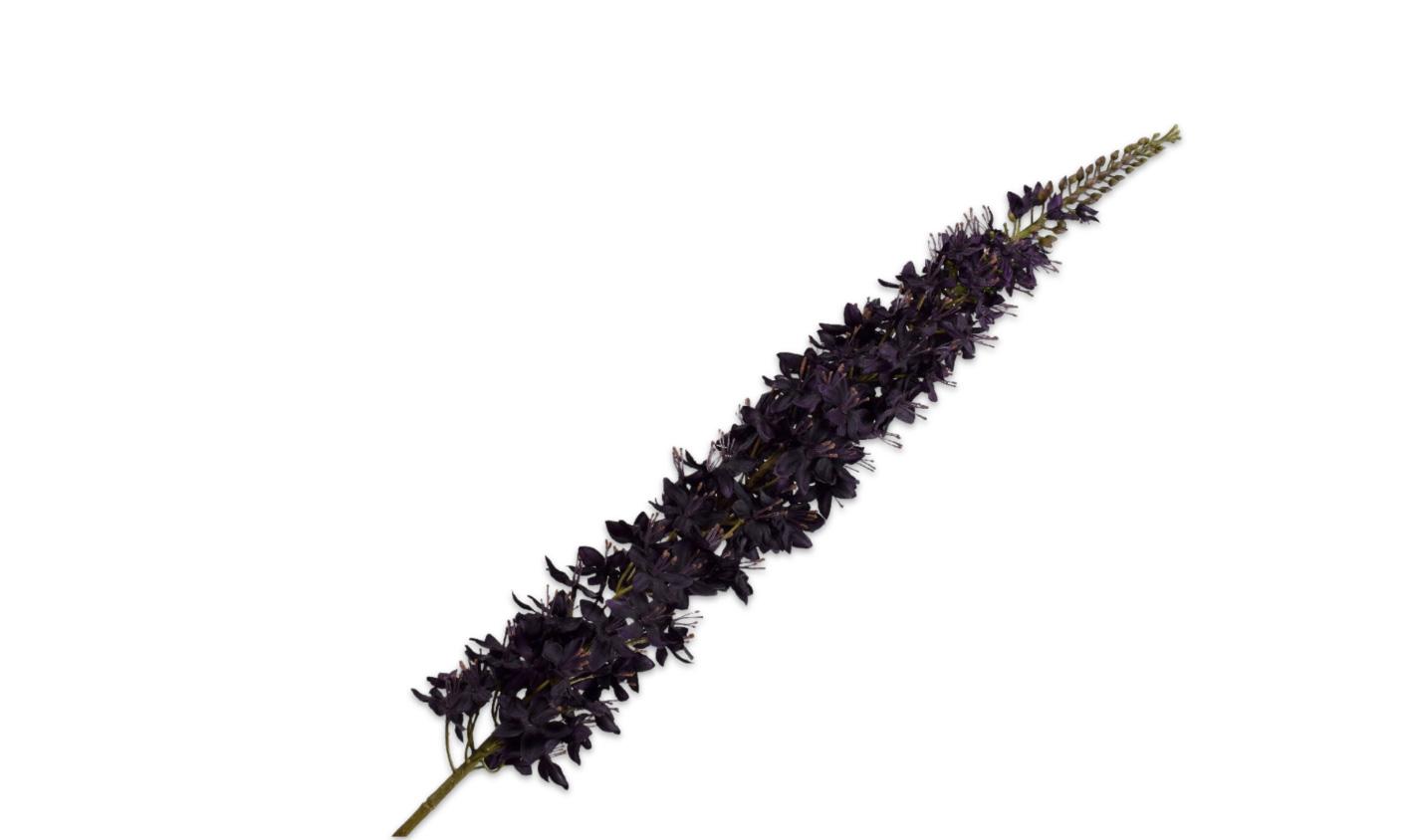 Eremures Stem, Mørkelilla 109 cm / Silkeblomst