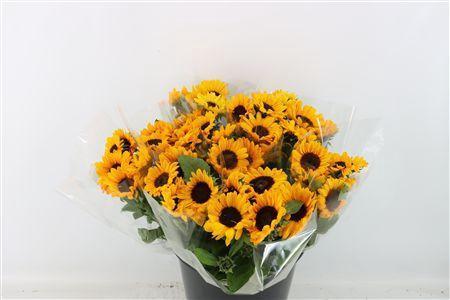 Helianthus annuus 'Sunrich Orange'