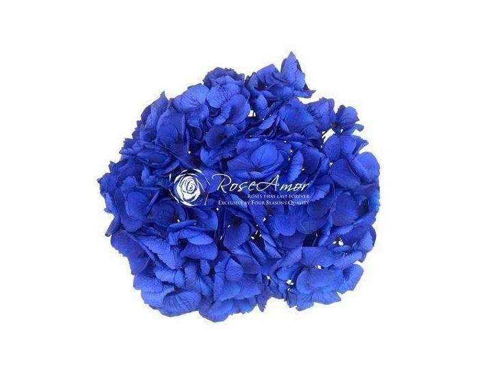 Hortensia Præserveret / Ø20-25