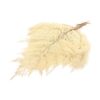 Leather Fern Præserveret