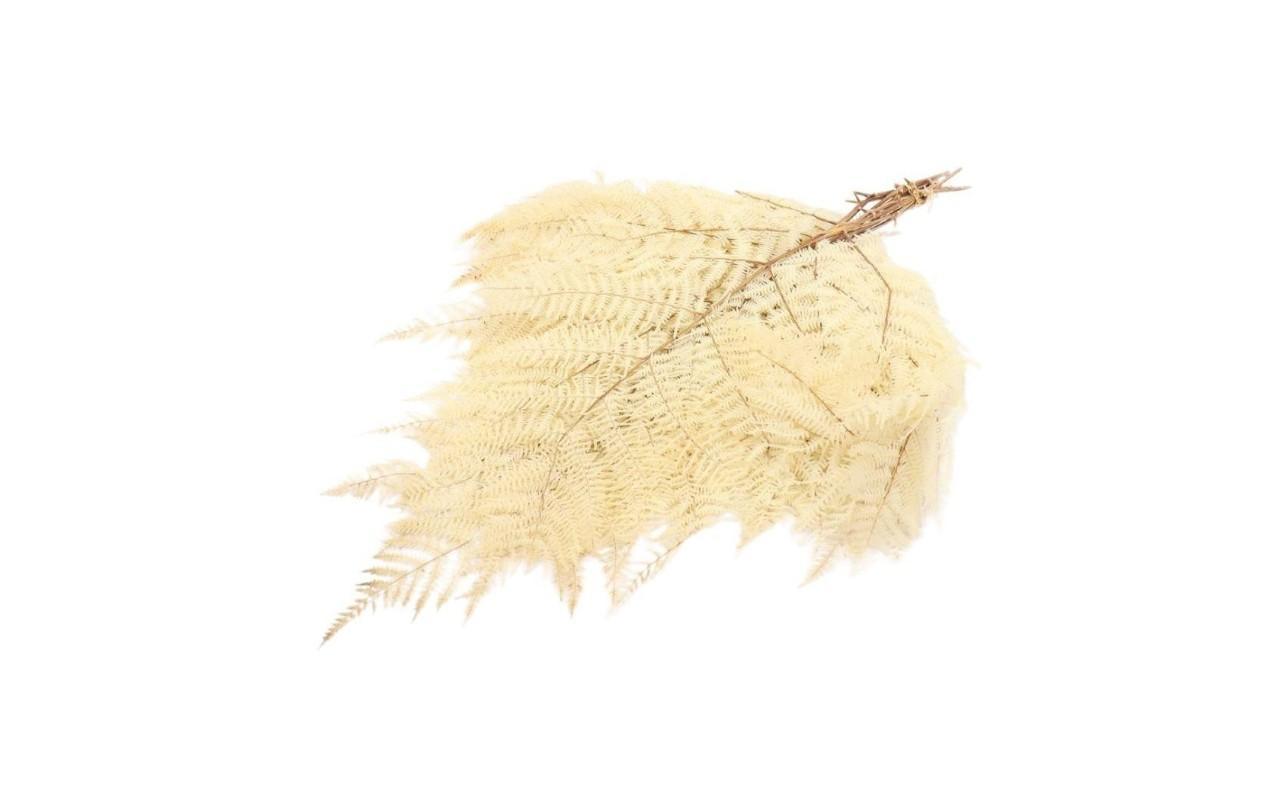 Leather Fern Præserveret