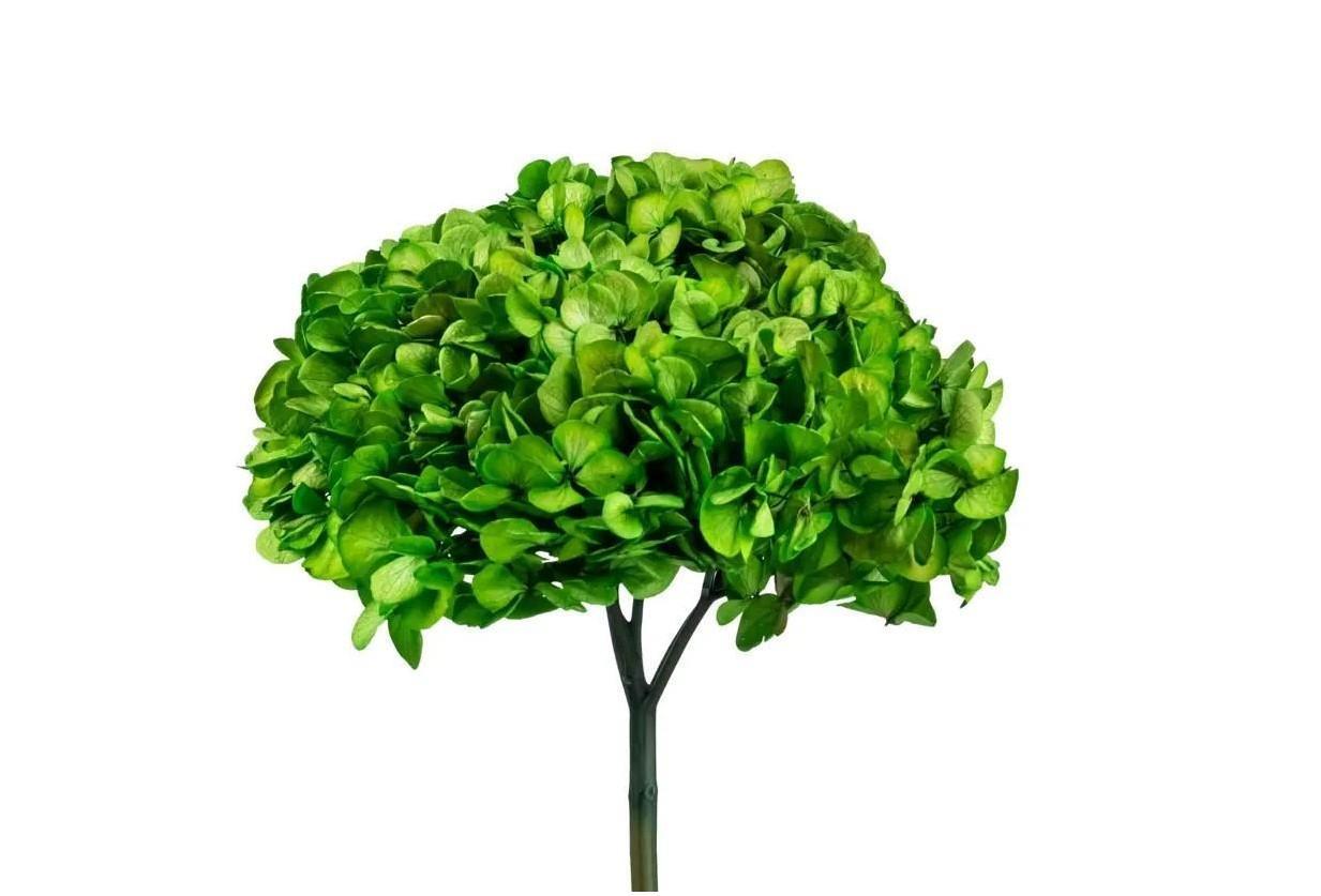 Hortensia Præserveret / Ø20-25