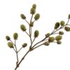 Frugtgren Kiwi, Grøn/Brun 76 cm / Silkeblomst