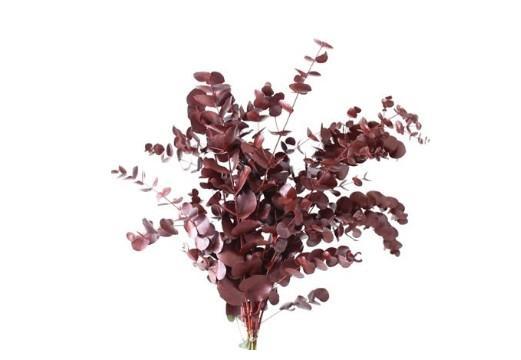 Eucalyptus Cinerea Præserveret