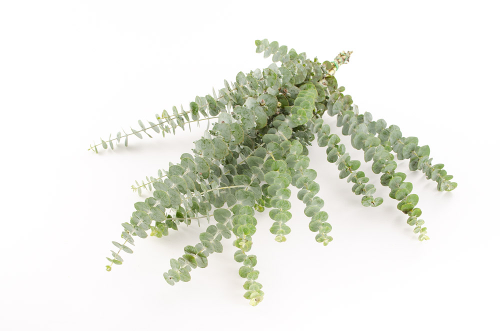Eucalyptus Baby Blue