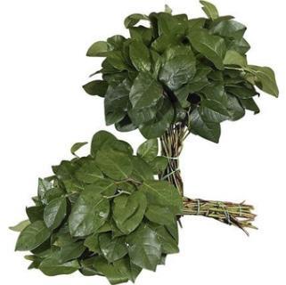 Gaultheria shallon per bos