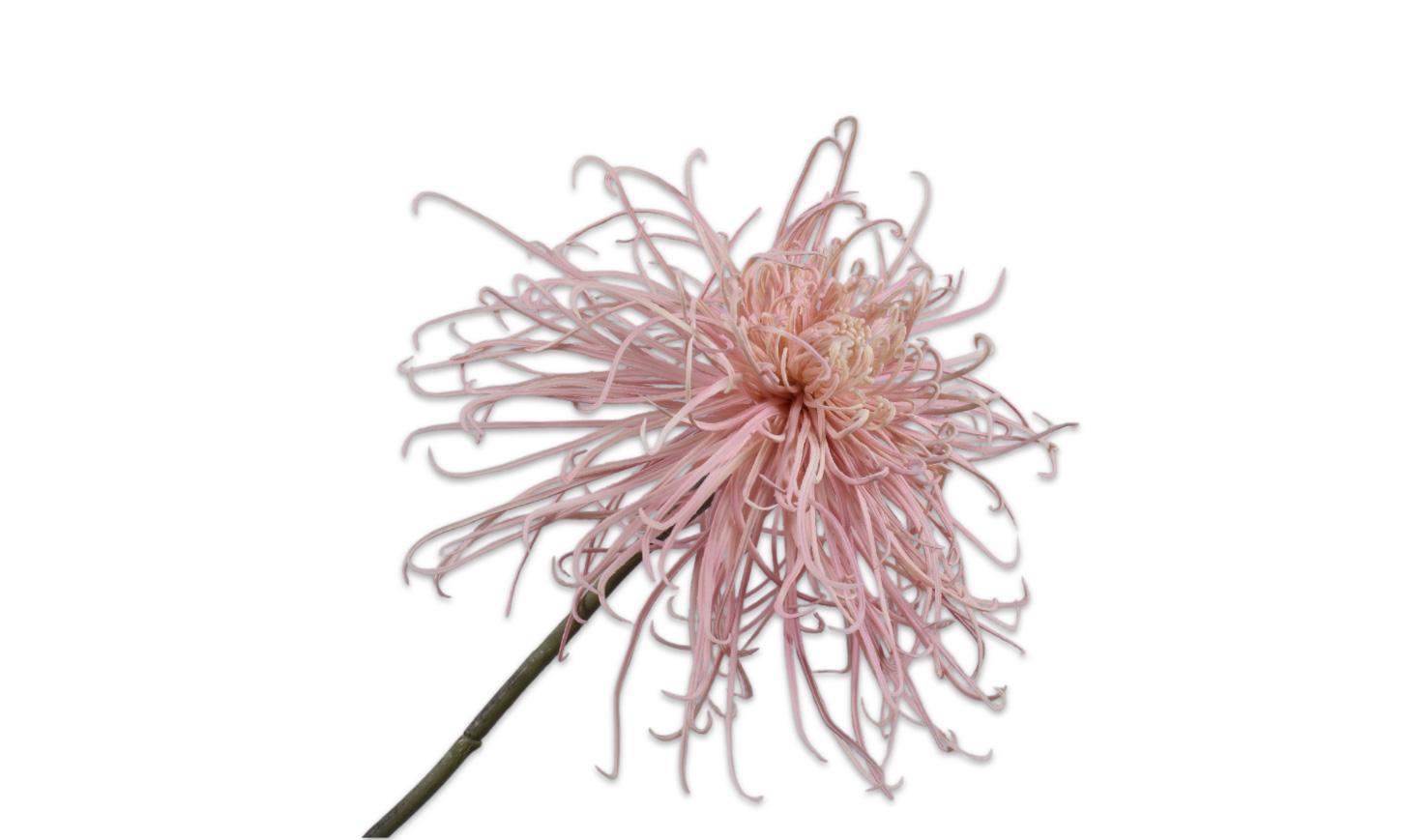 Chrysanthemum Stem, Lyserød 92 cm / Silkeblomst