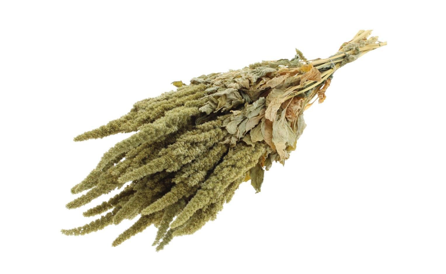 Amaranthus Green Tørret