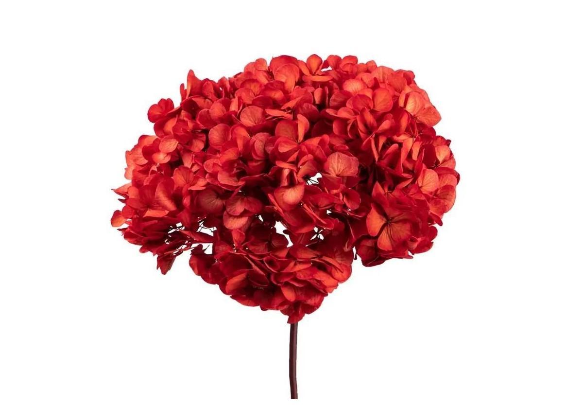 Hortensia Præserveret XL Red01 / Ø20-25