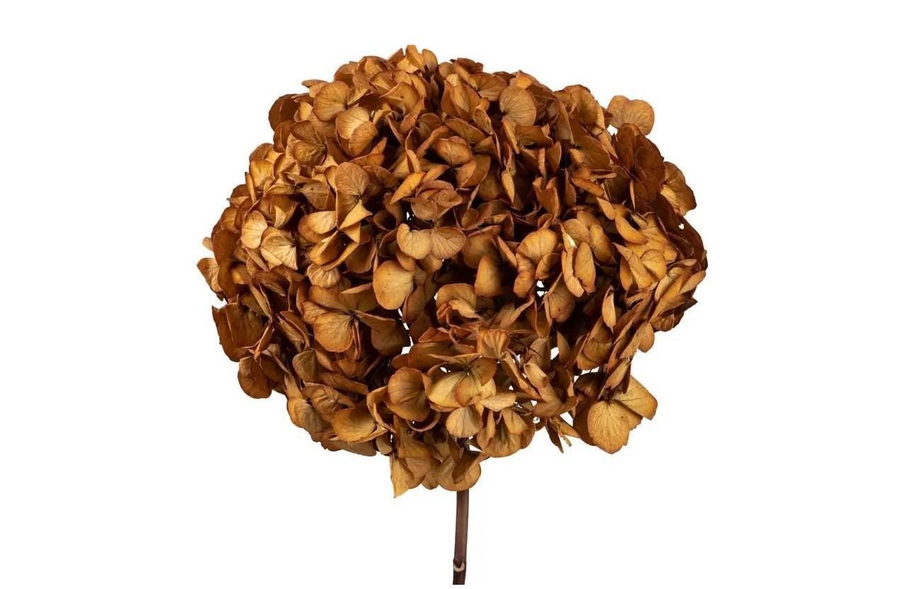 Hortensia Præserveret / Ø20-25