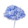 Hortensia Præserveret