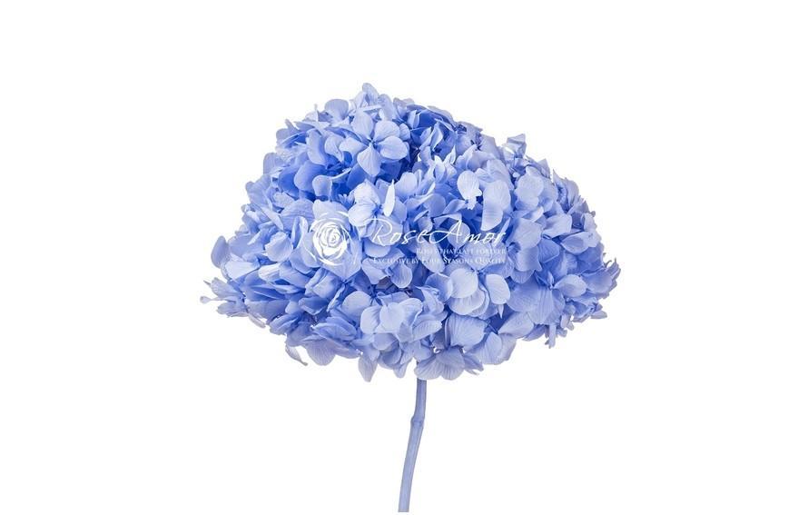 Hortensia Præserveret