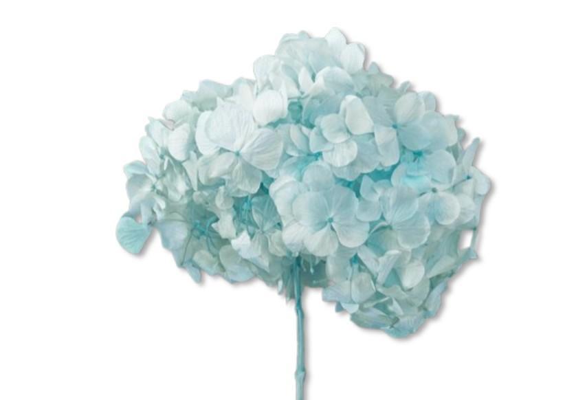 Hortensia Præserveret / Ø20-25