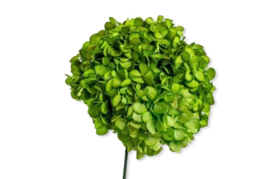 Hortensia Præserveret