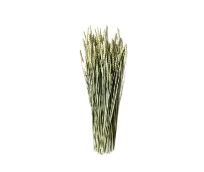 Korn Triticum Tørret