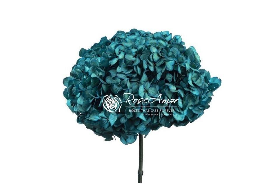 Hortensia Præserveret / Ø20-25