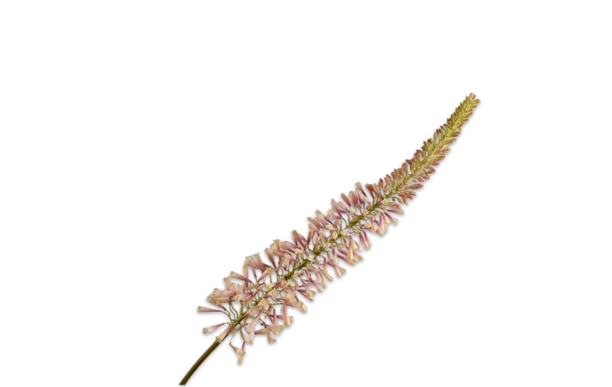 Eremures Stem, Lyserød/Cream 109 cm / Silkeblomst