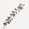 Oncidium Stem, Grøn/Brun 158 cm / Silkeblomst