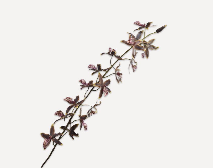 Oncidium Stem, Grøn/Brun 158 cm / Silkeblomst