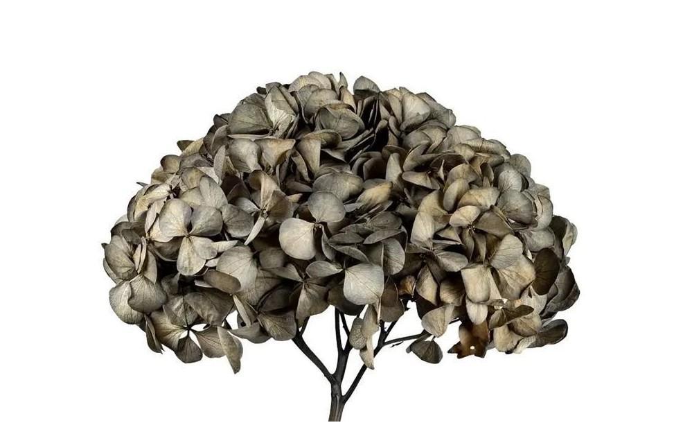 Hortensia Præserveret