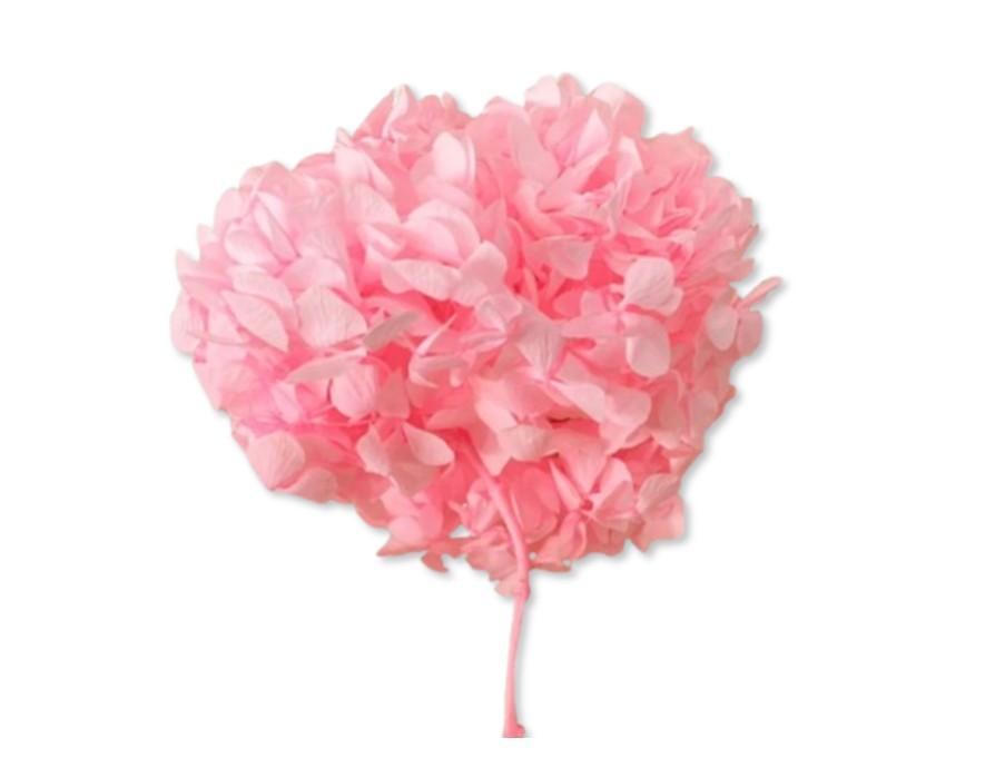 Hortensia præserveret