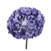 Hortensia Præserveret