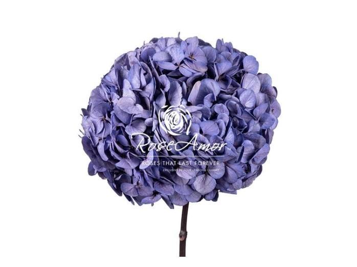 Hortensia Præserveret