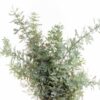 Mimosa Baleyana
