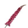 Eremures Stem, Lyserød 109 cm / Silkeblomst