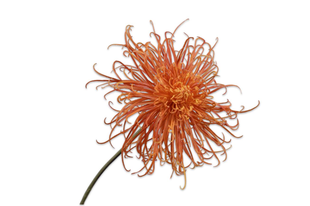 Chrysanthemum Stem, Koral 92 cm / Silkeblomst