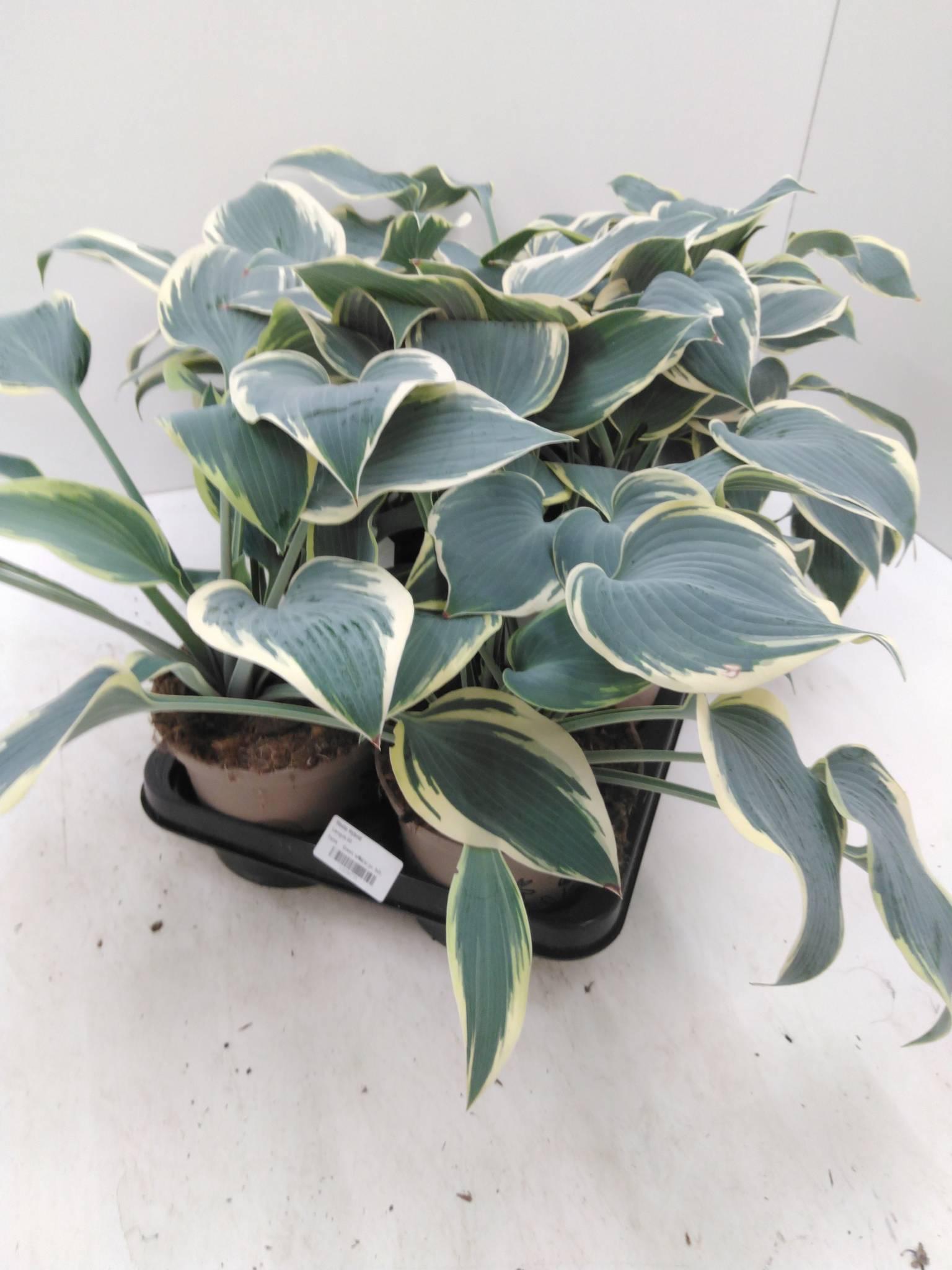 Hosta 'Pilgrim'