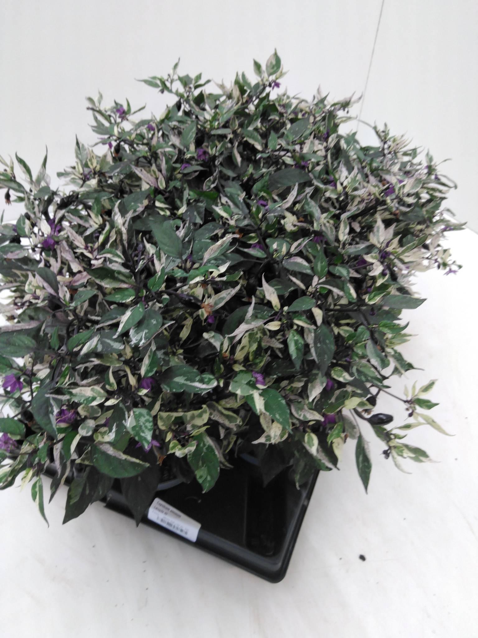 Capsicum annuum 'Cubana Multicolour Red'