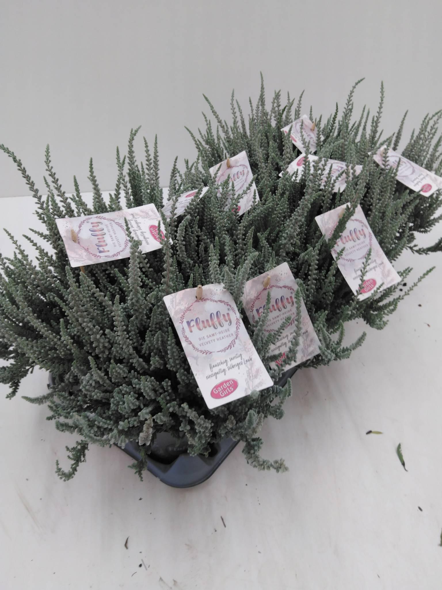 Calluna vulgaris Skyline Las Vegas